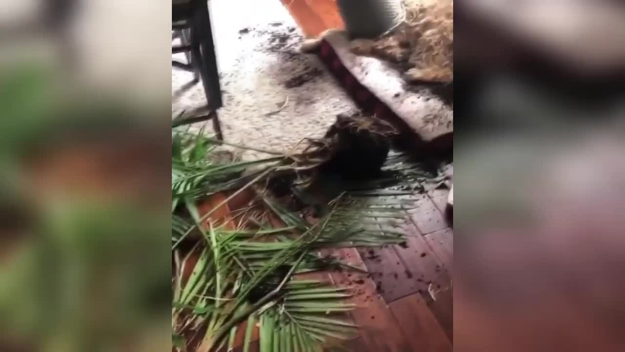 FUNNY ANIMALS