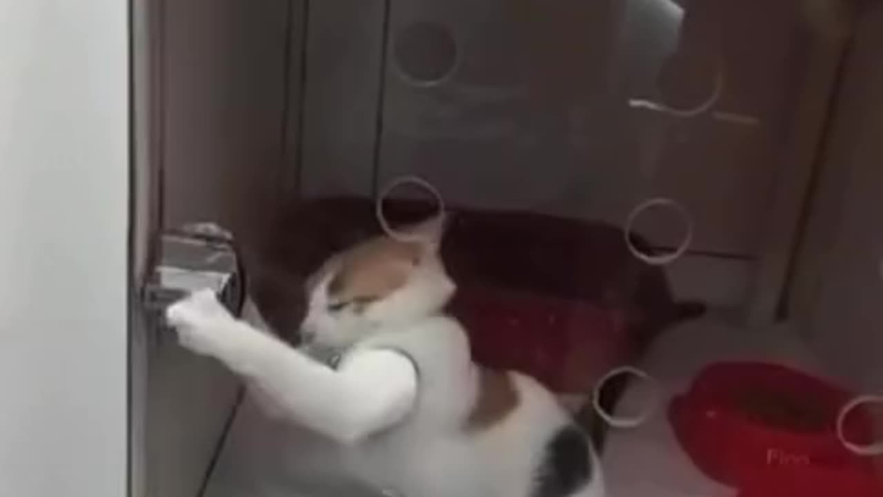 The look of the other cat at the end 🤣