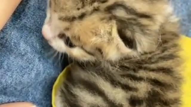 Adorable kitten meowing to owner
