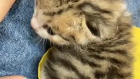 Adorable kitten meowing to owner