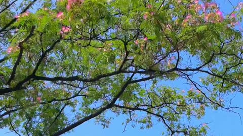 albizia flower