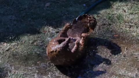 Pangolin Making Fun in The Water Very Rare Footage