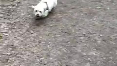 Little doggie likes to run arround and jump