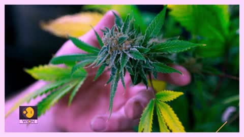 Thailand decides to scrap jail terms and loosen rules around marijuana's usage Drugs