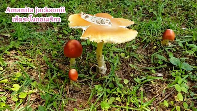 Amanita jacksonii and boletes beside the road.