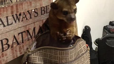 Naughty Kinkajou Steals From Purse