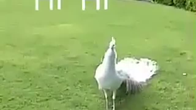 White peacock dancing