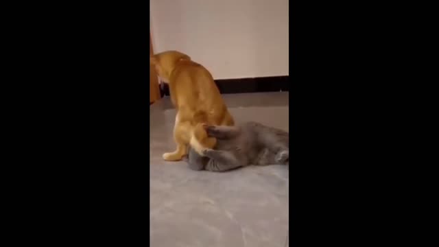 Funny Dog And Cat,Funny Dog,Funny Cat,