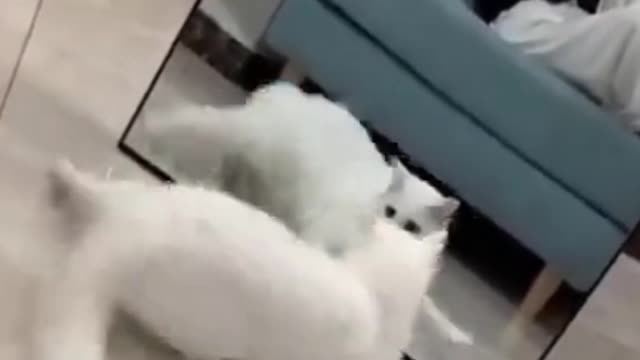 Cat playing mirror