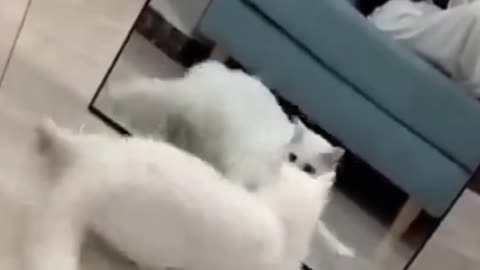 Cat playing mirror