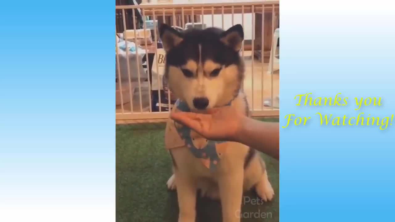 Funny Animals Compilation Pets Garden