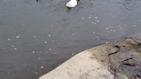 Blue Bay Shephard and Ducks