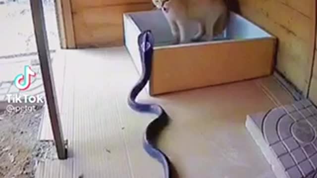 This snake try to eat baby cat but the result is...