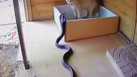 This snake try to eat baby cat but the result is...