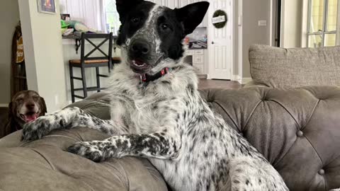 The dog that steals the camera, how sweet is the smile