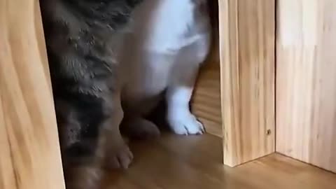 Dog Vs cat for going out