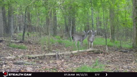 Two Young Deer Fighting Like Kids