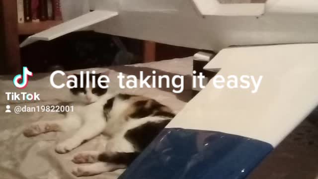 Callie the cat wanting to go flying