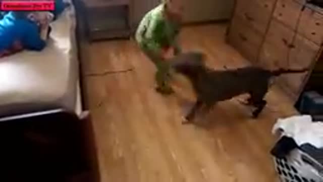 Determined fawn tries everything to get dog to play