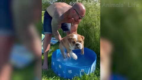 Best Funny Animal