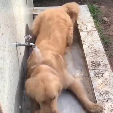 The lovely dog ​​is bathing in the tub under the tap and lying under the water