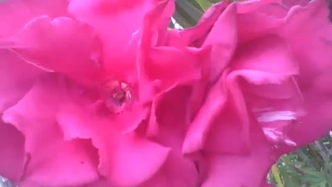 Lindas flores oleandro vermelhas na praça, são muito bonitas! [Nature & Animals]