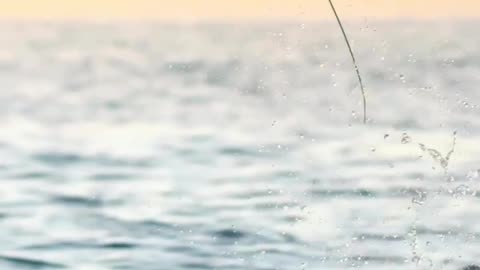 FLYING STINGRAY MOBULA