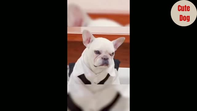 Funny Dogs Video