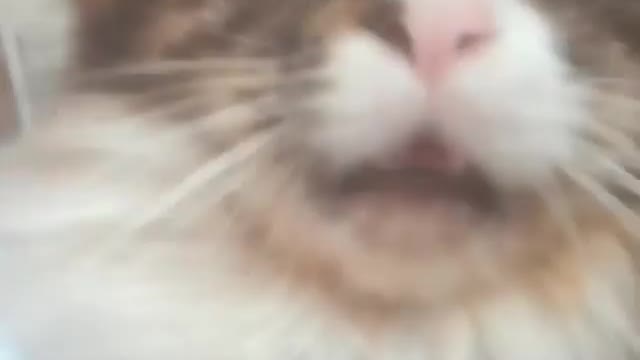 High cat after sterilization