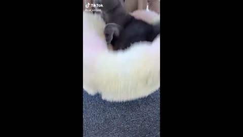 😹 Cute Cats and Funny Animals Compilation 😹 Try Not To Laugh Challenge