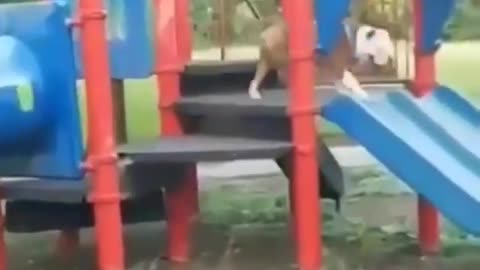 Playground Bully