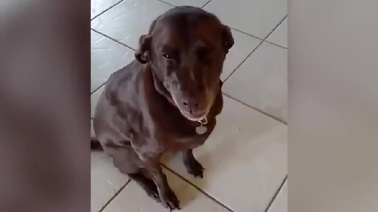 Funny Dogs Videos that Make You Burst into Tears Laughing