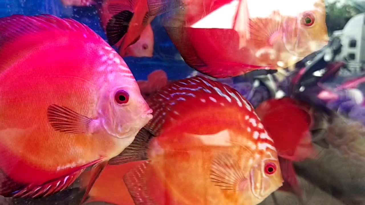 clip of amazingly beautiful aquarium fish