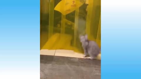 Funny cat video. 🐈