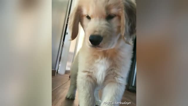 Best of Tucker Budzyn - Cute and Funny Golden Retriever Puppy videos