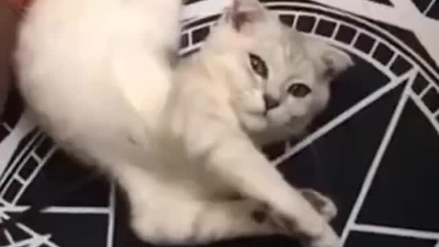 Cute Cats #Shorts Funny video #shorts