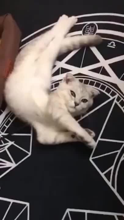 Cute Cats #Shorts Funny video #shorts