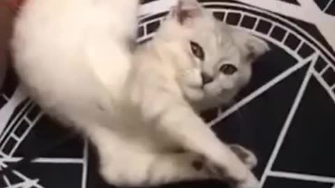 Cute Cats #Shorts Funny video #shorts