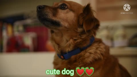 Cute baby 💓💓#cutedog#video