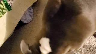 Whatever he wants, he wants it badly