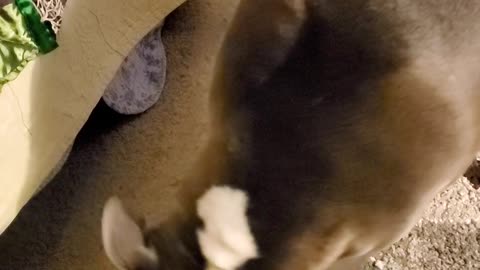 Whatever he wants, he wants it badly