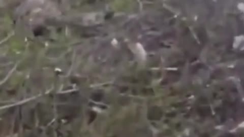 Casualties Of War (GRAPHIC)