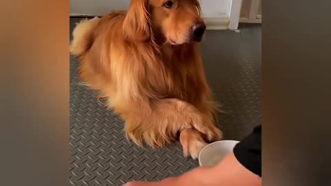 Best Funny Animal Videos 2024