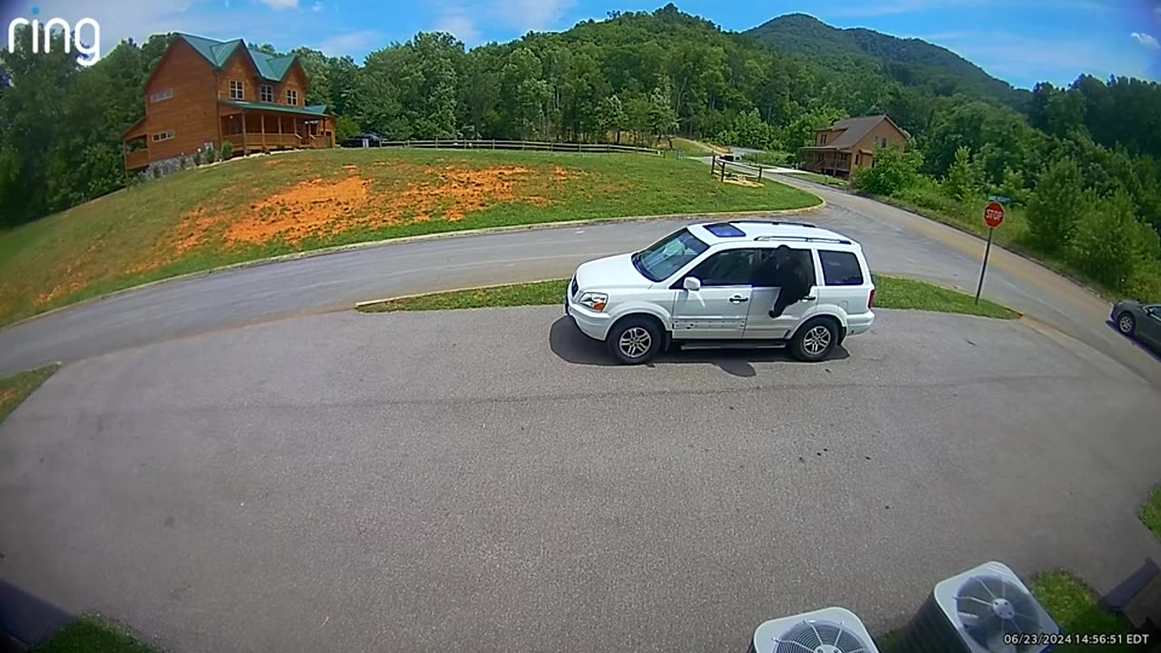 Black Bear With Five Cubs Breaks Into Car