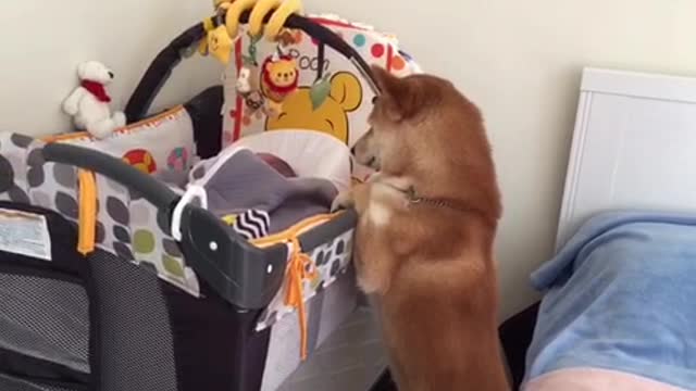 Shiba Inu preciously watches over sleeping baby