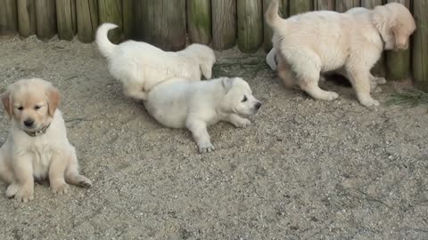 Just Too Many Golden Retriever Puppies Together