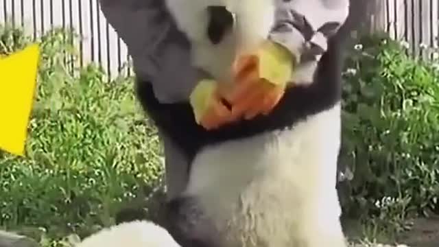 noting to say look it so cute....