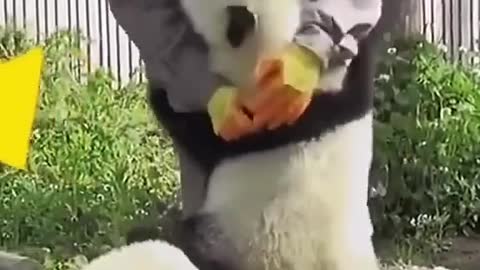 noting to say look it so cute....