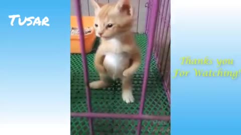 Cat is very clever 😍