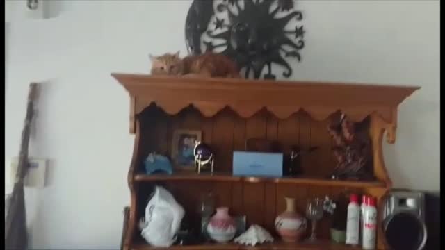Cat chasing her tail